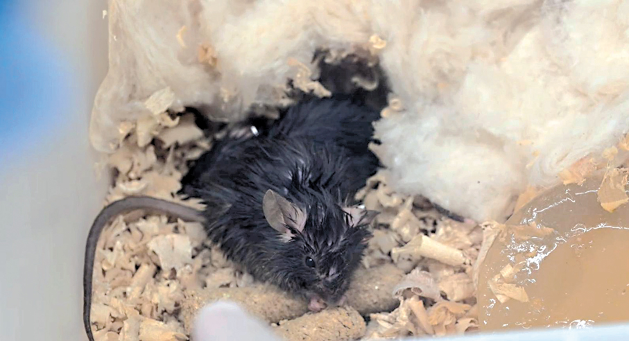 ●中國空間站第九批空間科學實驗樣品交付科學家。香港文匯報北京傳真