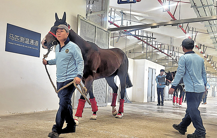 ●七年來超過4萬匹次馬匹高效往返香港和廣州。 香港文匯報記者敖敏輝  攝