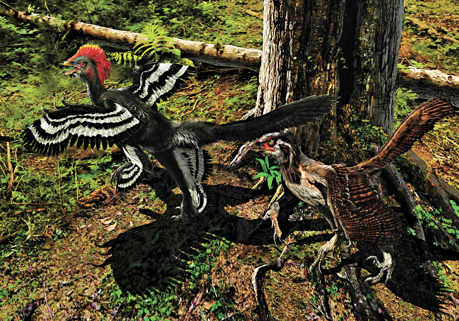 ●趙闖創作繪製的赫氏近鳥龍科學藝術復原圖。