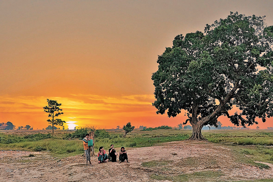 ●傍晚的藍毗尼園