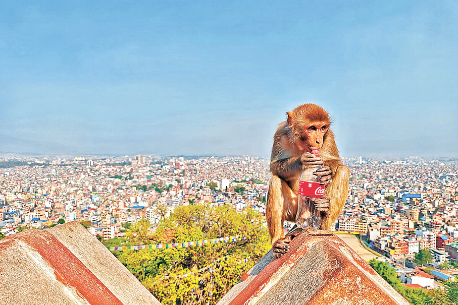 ●猴子在斯瓦揚布納特寺被視作神明，極為神聖。在這裏還可以俯瞰加德滿都谷地及喜馬拉雅山脈景觀。