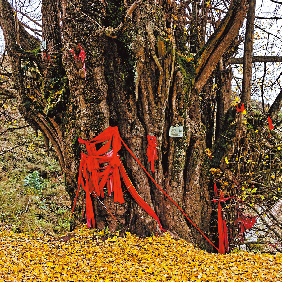 ●山崖上的古銀杏樹被稱為「四川十大樹王」之一。 作者供圖