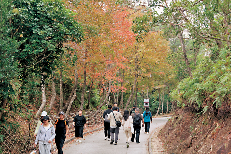 ●大欖郊野公園迎來觀賞紅葉旺季。香港文匯報記者黃艾力  攝