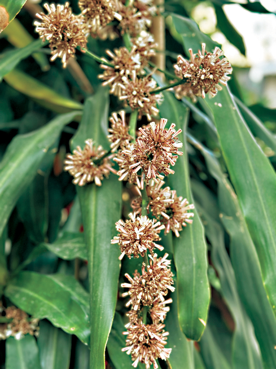 ●年年都暖冬，冷冬遲遲未現，催早了鐵樹開花。 作者供圖
