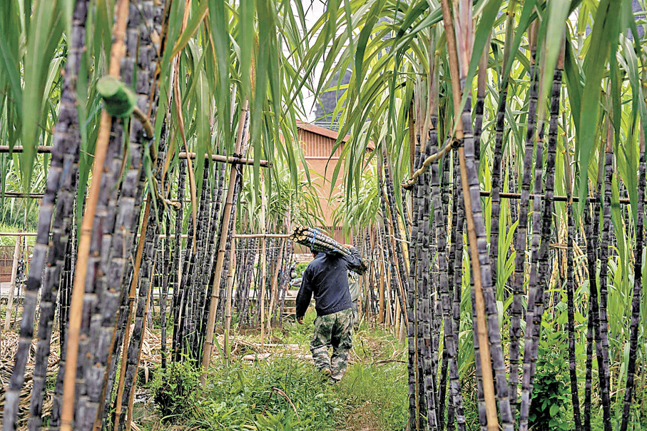 ●天琴壯寨外是萬畝甘蔗林。