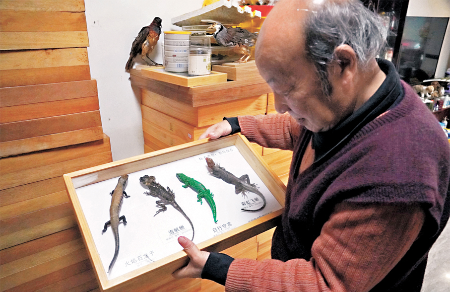 ●唐安科向記者展示他製作的蜥蜴標本。