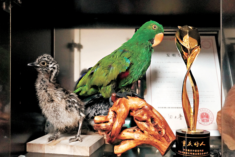 ●書櫃中陳列着發明專利和唐安科製作的鳥類標本。