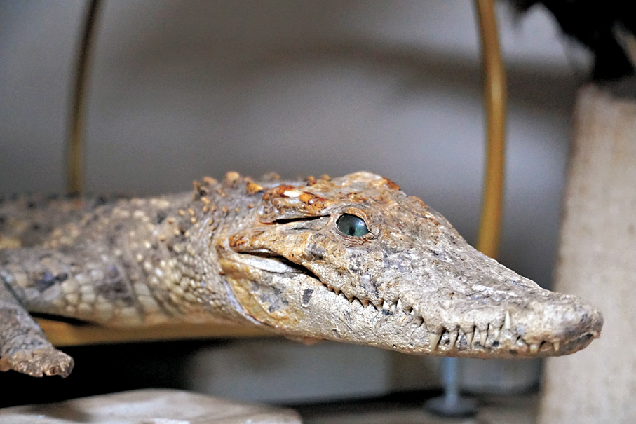 ●鱷魚標本
