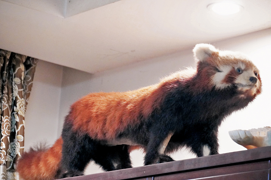 ●小熊貓標本