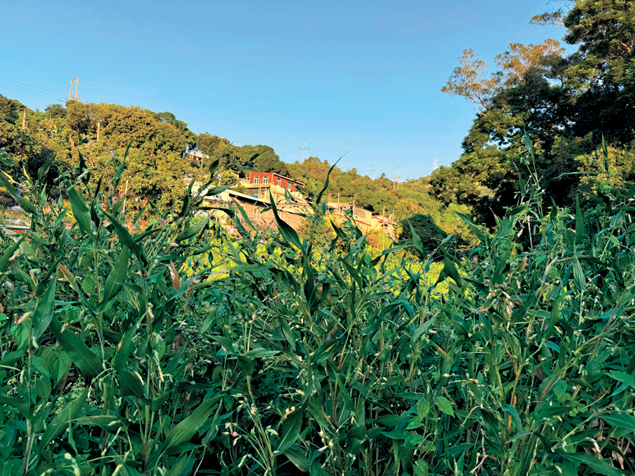 ●塘坑村昔日盛產薏米，圖中所見村前仍有薏米樹生長。