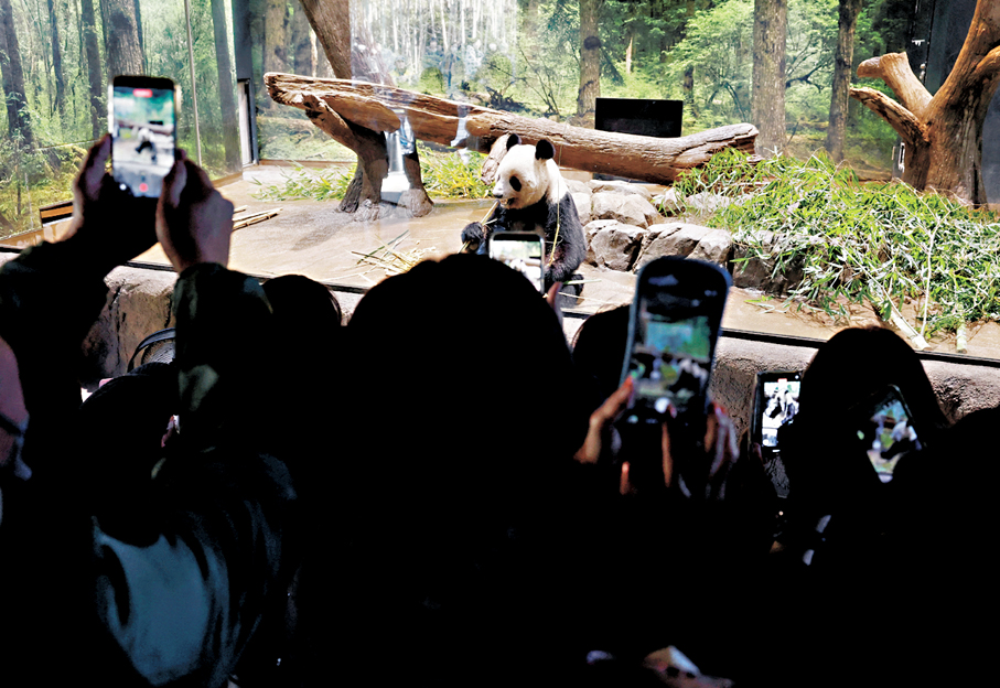 ●民眾在日本東京上野動物園拍攝四歲的大熊貓「蕾蕾」。 路透社
