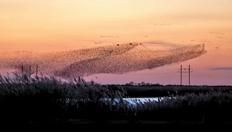 ●一陣低沉的「轟鳴」劃破晨曦中的天際線，只不過幾秒鐘，天邊搖曳的灰線舒展為一面鋪天蓋地的「烏雲」，直面壓來，非常震撼。 香港文匯報山東傳真
