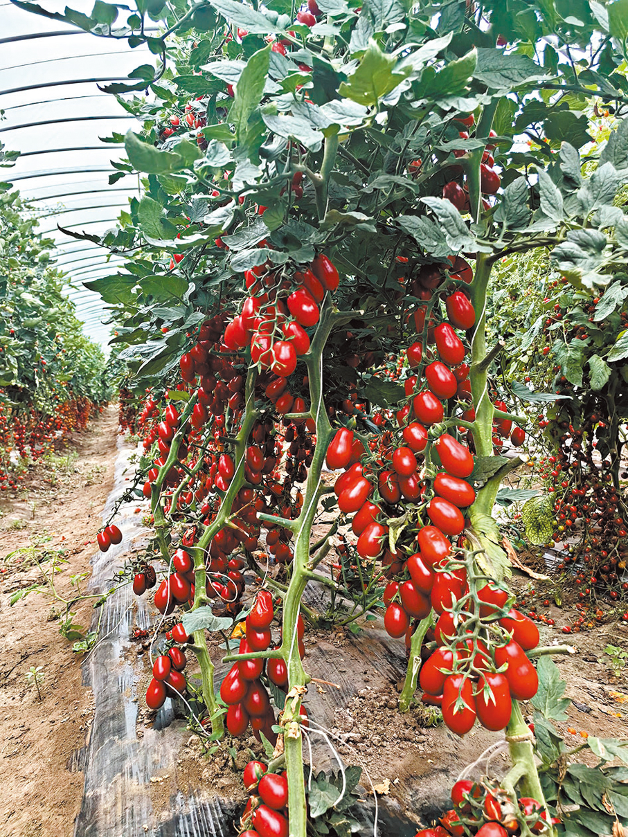 ●「泰番」系列高端番茄。