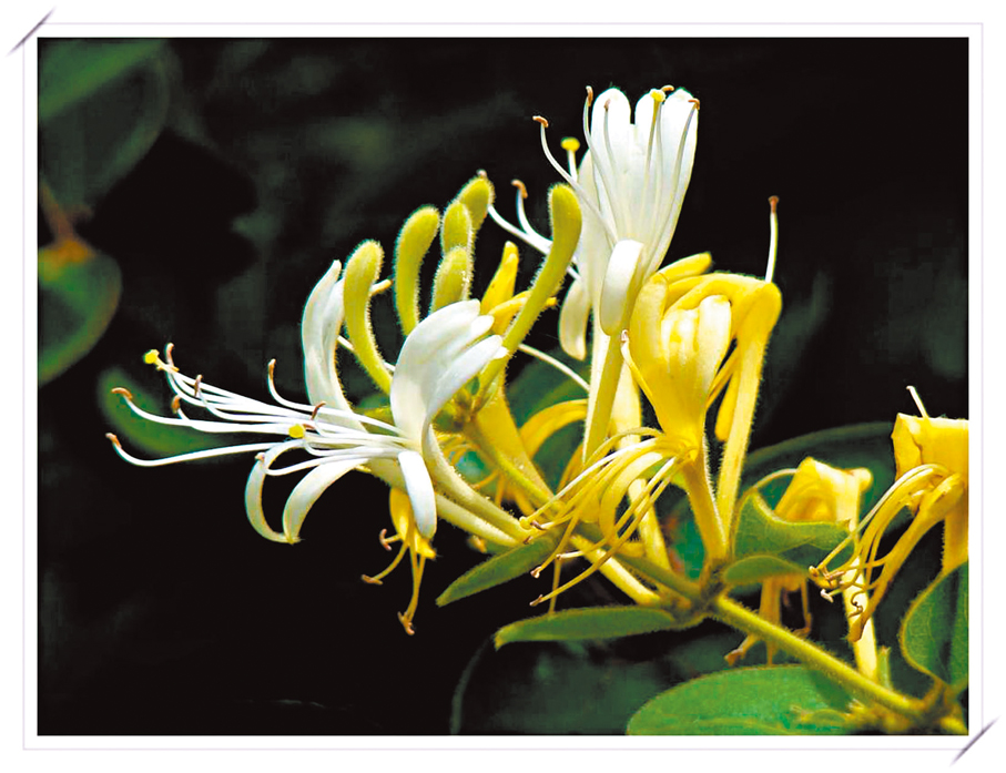 ●圖為金銀花。 資料圖片