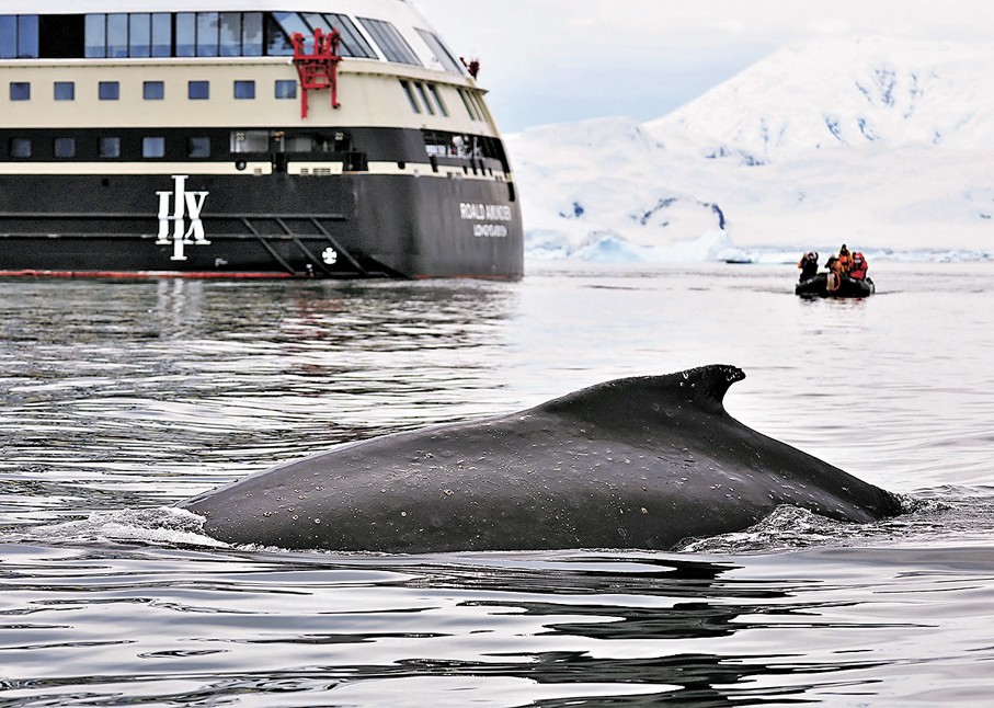 ●南極活動與環境保護法草案22日提請十四屆全國人大常委會第十九次會議首次審議。制定南極活動與環境保護法，將為中國參與南極全球治理提供有力法治支撐。圖為12月13日，在南極洲，一隻座頭鯨在遊輪附近遊弋。 新華社