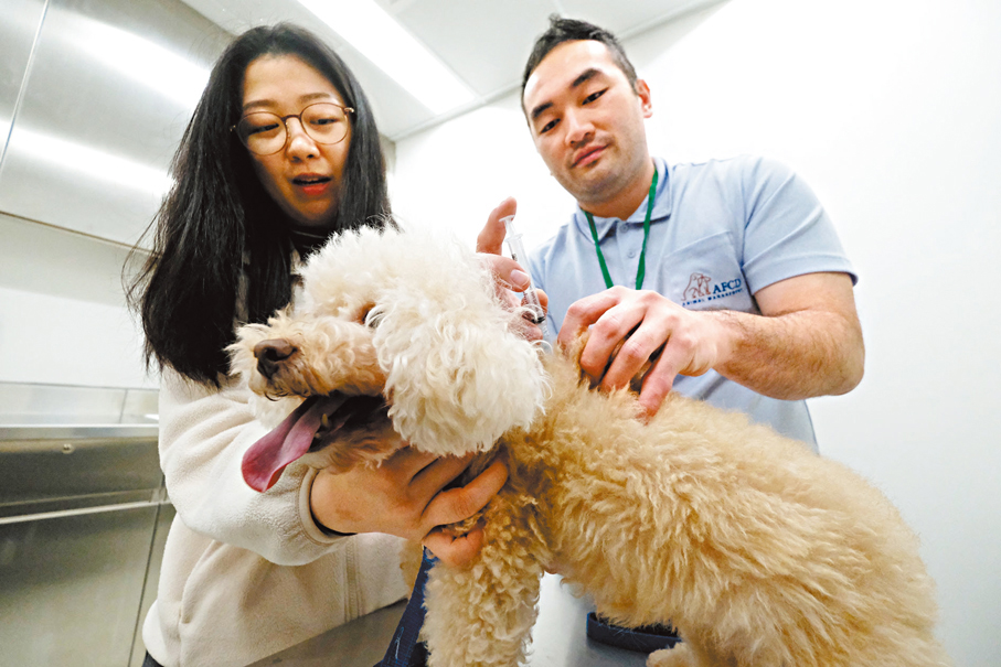 ●狗隻在大樓內接受疫苗注射。 香港文匯報記者涂穴  攝