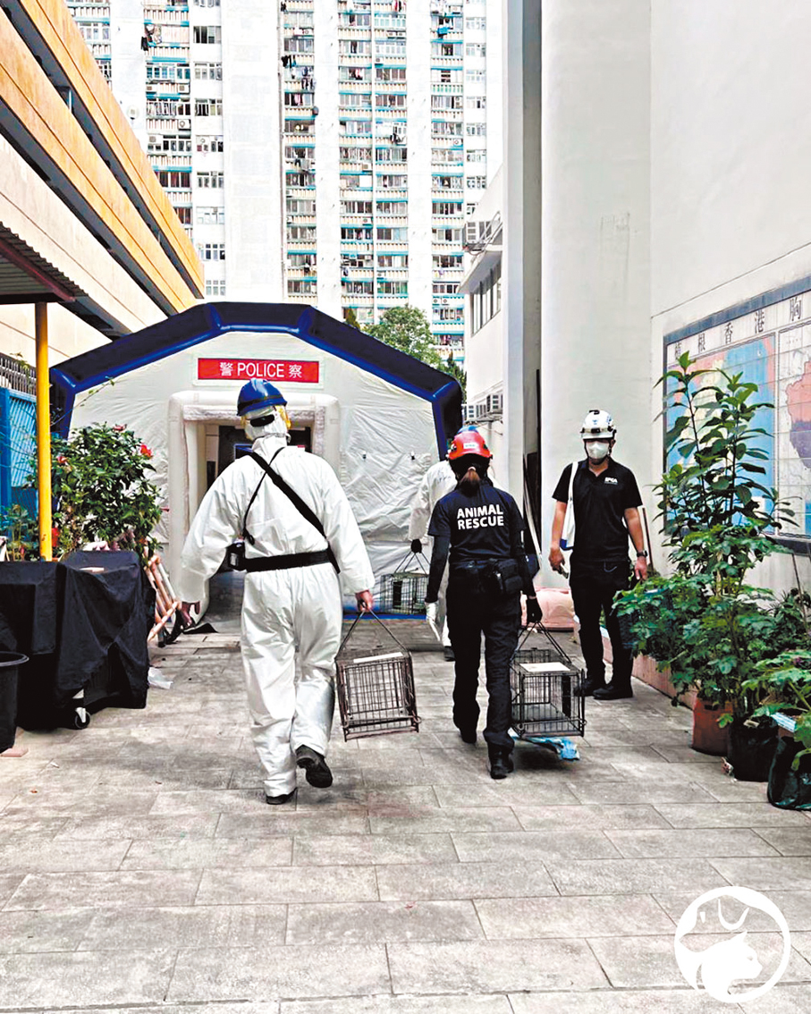 ●愛協在宏福苑放置捕貓籠。 愛協圖片