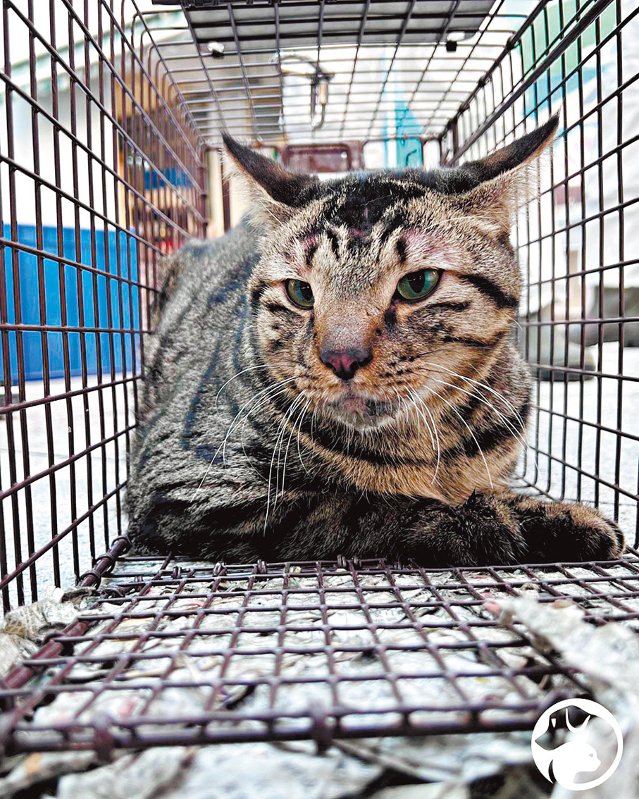 ●獲救的小貓「細佬」。 愛協圖片