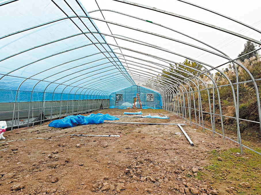 ●在黎夏和母親的配合下，第五個智慧大棚即將完工。 香港文匯報記者孟冰  攝