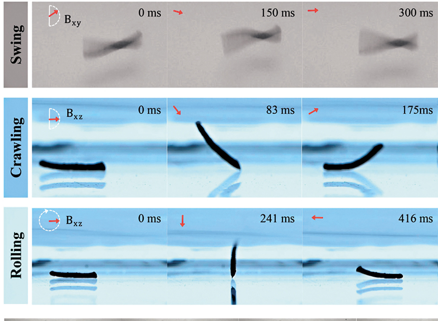 ●磁控血液凝膠纖維機械人具備多模式多模態磁控運動策略。 中大圖片