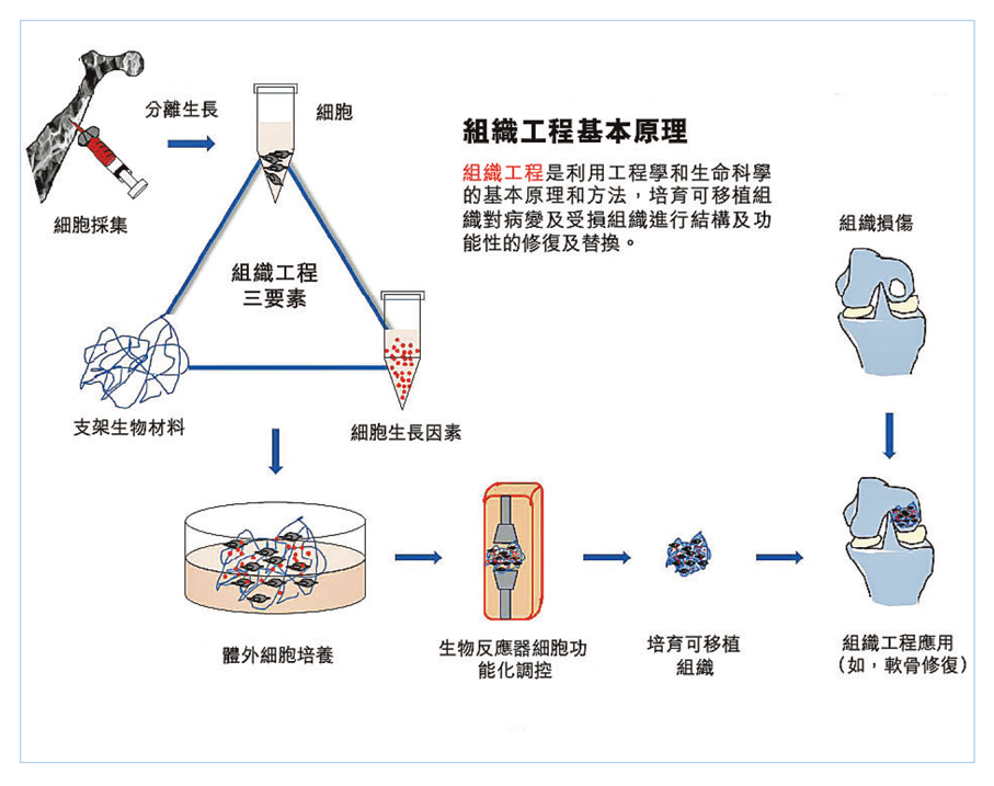 ●建構人體組織。 港中大圖片