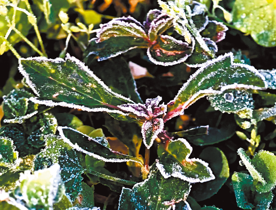 ●粉嶺丹竹坑出現結霜情況。 天文台Fb圖片