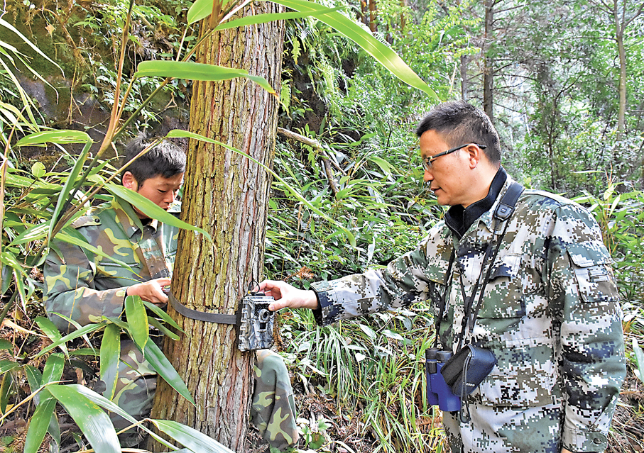 ●程林（右）指導巡護員李凱安裝紅外相機。
