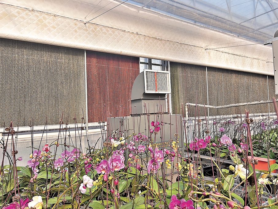 ●花卉大棚裏的地熱井供暖出風口。