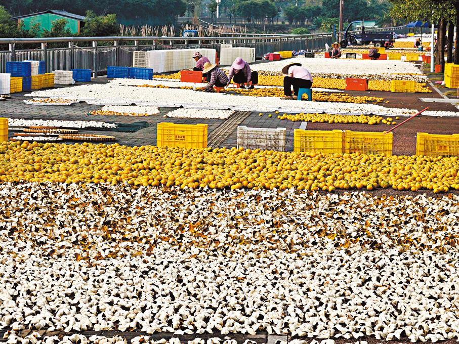在新會路邊，工人正在晾曬陳皮。
