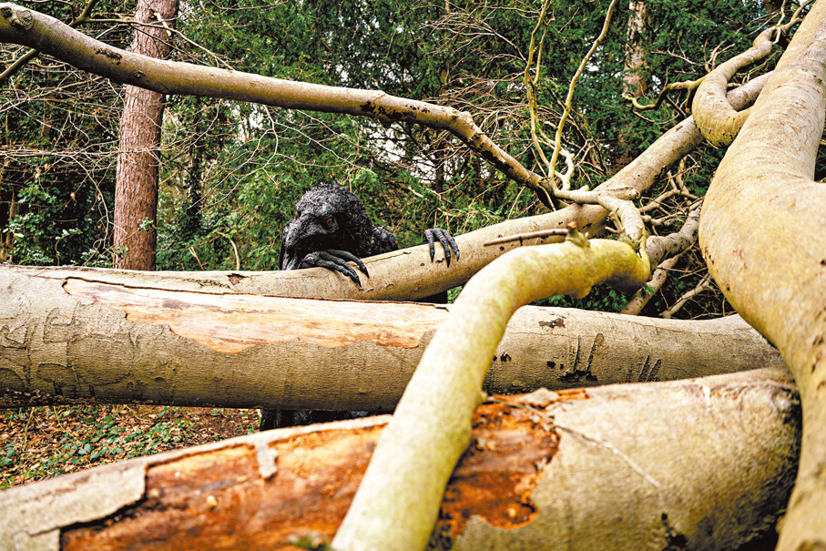 ●片中的烏鴉是引導這個家庭走出悲傷的存在。