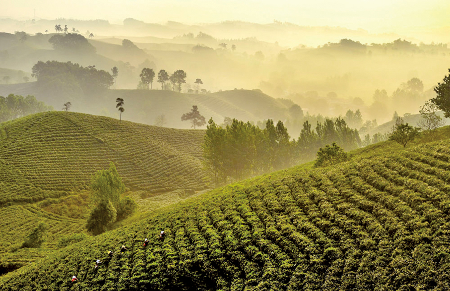 ●農村改革已走過40餘年歷程。 （新華社）