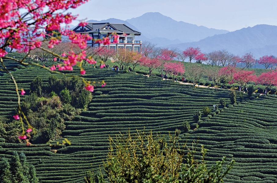 ●推進農業農村現代化，必須緊扣國情農情。 （新華社）