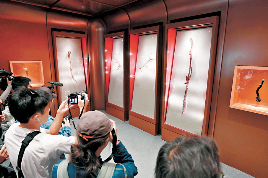 ●中藥標本館展出約3,500份標本，包括內地贈送的1.2米長野生黃芪和1.5米長肉蓯蓉。 香港文匯報記者北山彥  攝