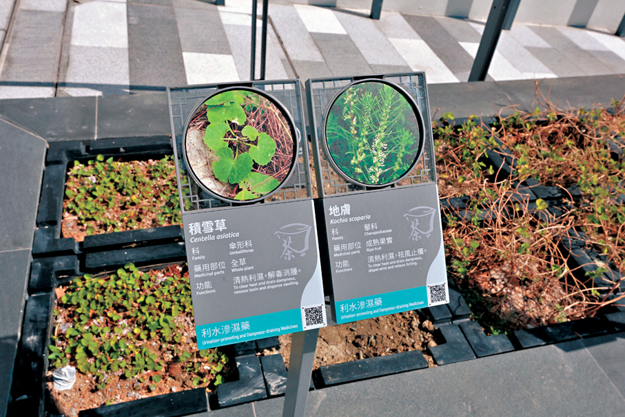 ●圖為積雪草（左）及地膚。  香港文匯報記者北山彥  攝