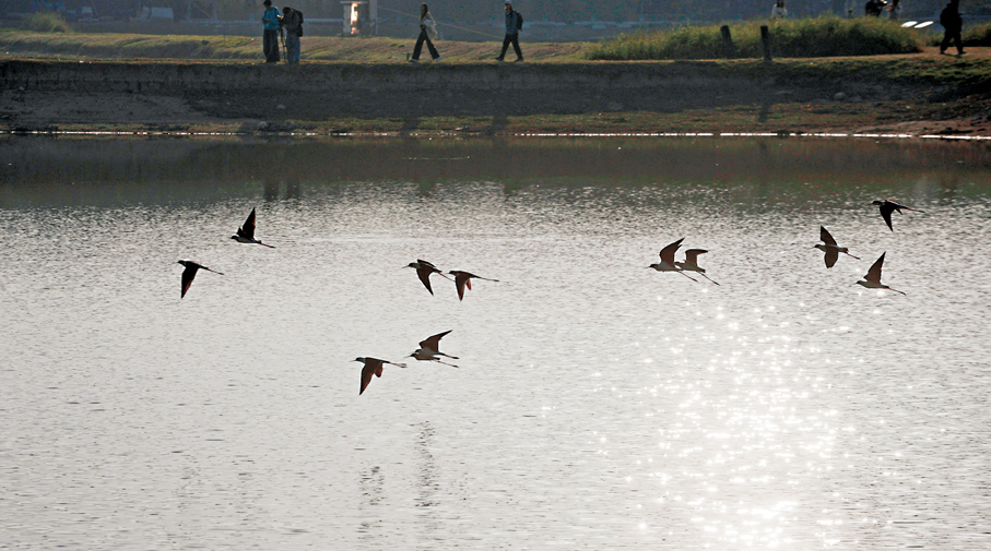 ●「在天願作比翼鳥，在地願為連理枝」，成雙成對的鳥兒，構成對稱的畫面。 香港文匯報記者郭木又  攝