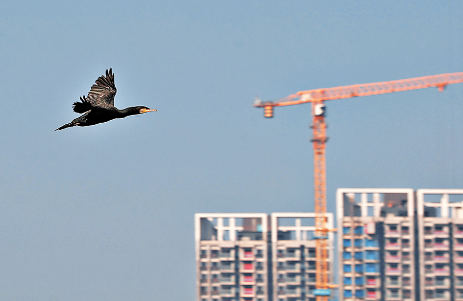 ●黑鳥孤傲地在天際飛翔，縱使沒有同伴，亦能自得其樂。香港文匯報記者郭木又  攝