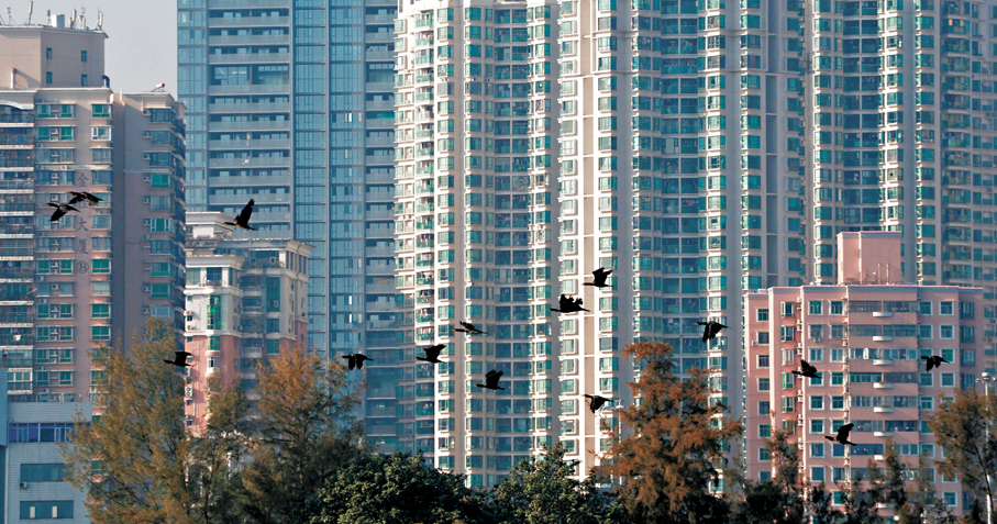●鳥兒在「石屎森林」中，自由自在地穿越高樓大廈。香港文匯報記者郭木又  攝