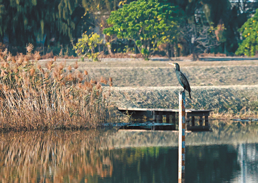 ●小鳥也可以擁有哲學家的氣質，沉醉在自己的世界中思考。香港文匯報記者郭木又  攝
