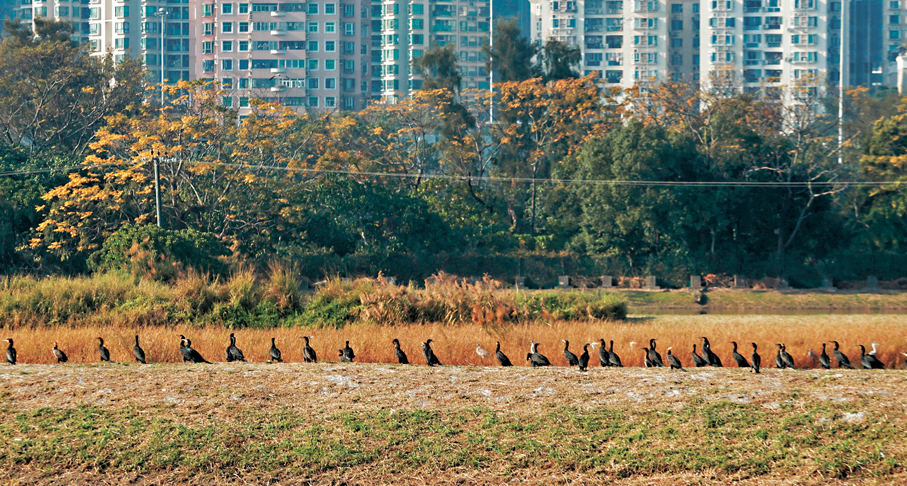 ●群鳥結伴而行，在茫茫「鳥海」中，享受着平凡的幸福。香港文匯報記者郭木又  攝