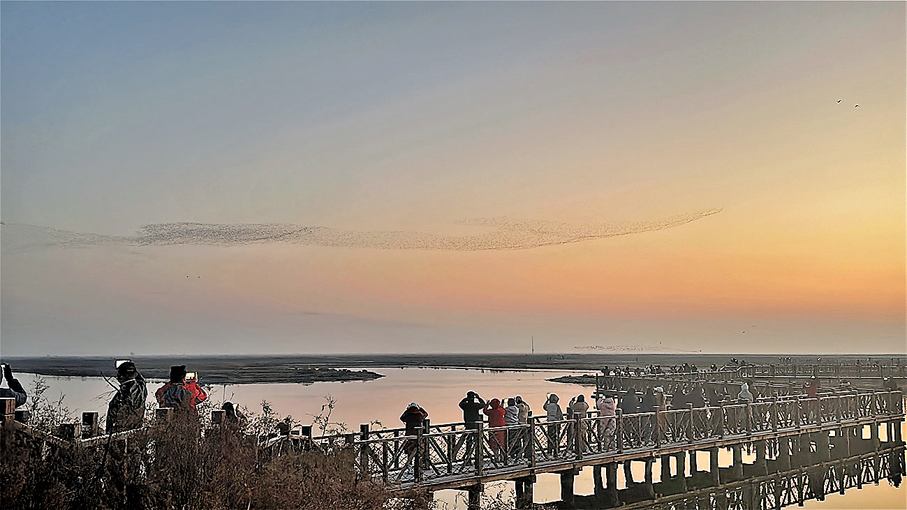 ●清晨拍攝鳥浪的遊客