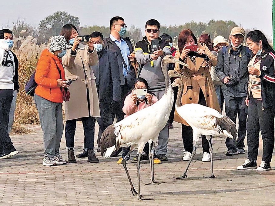 ●黃河口鳥類科普樂園，遊客拍攝放飛之後的丹頂鶴。