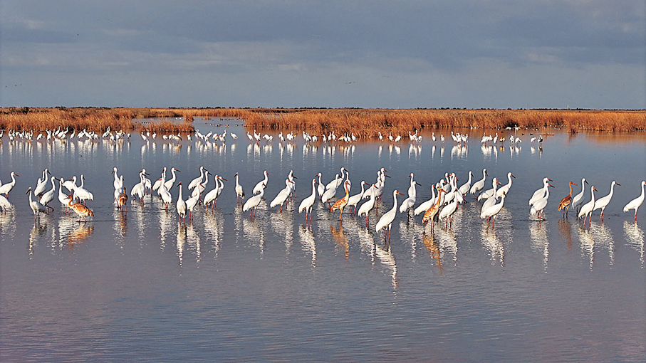 ●黃河三角洲自然保護區的白鶴。通訊員楊斌 攝