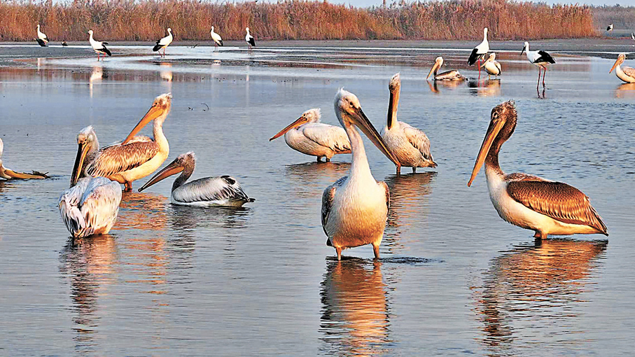 ●黃河三角洲自然保護區的卷羽鵜鶘。通訊員楊斌 攝