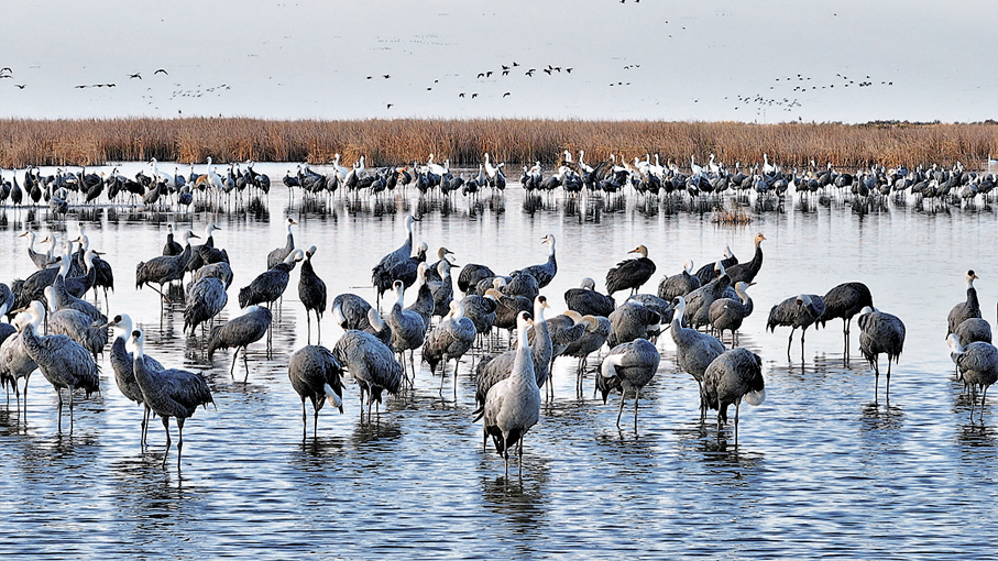 ●黃河三角洲自然保護區的灰鶴。通訊員楊斌 攝