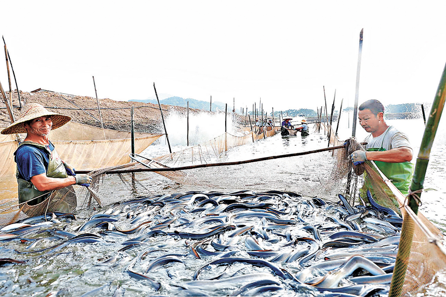 ●圖為福建漁民捕撈淡水養殖鰻魚。 資料圖片