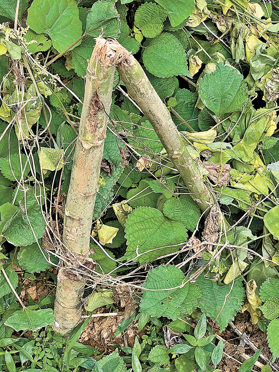 ●在某一個清晨，作者發現木瓜樹全被利齒咬斷。 作者供圖