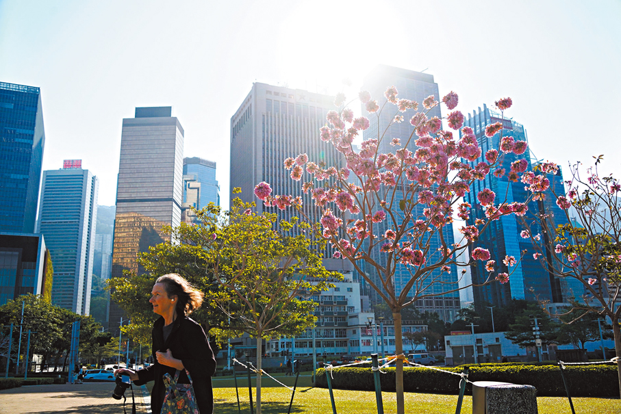 ●冬天陽光溫暖，紫花風鈴木正開得燦爛，為添馬公園增添色彩。 香港文匯報記者曾興偉  攝
