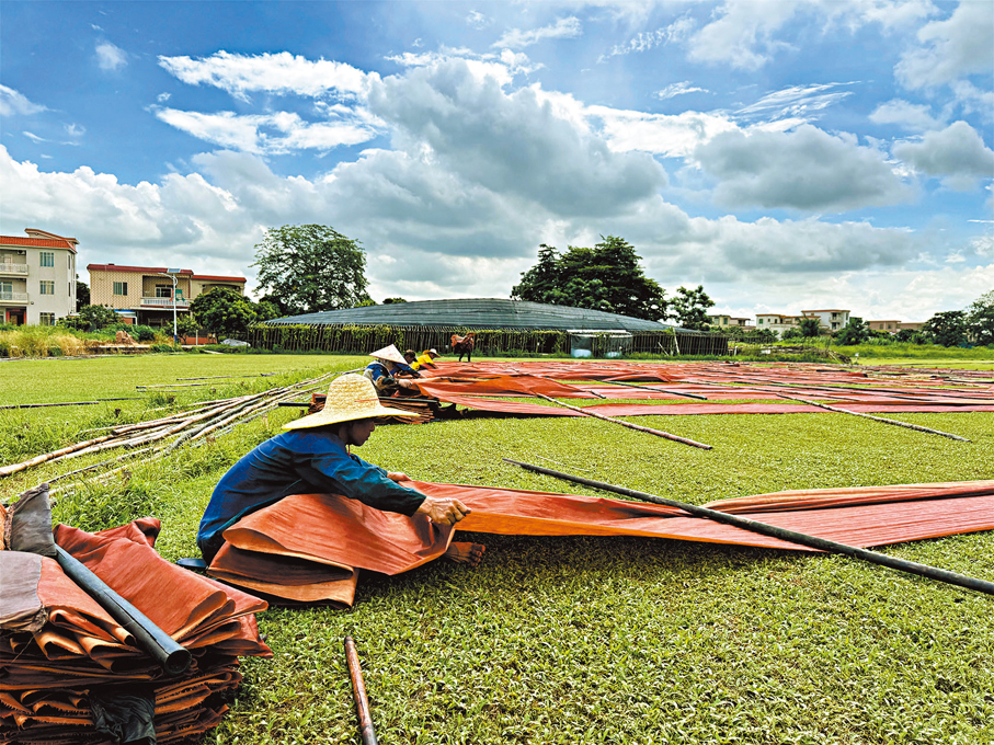 香雲紗的純手工綠色染整工藝高度依賴自然條件，圖為工人在收拾晾曬的香雲紗布料。 