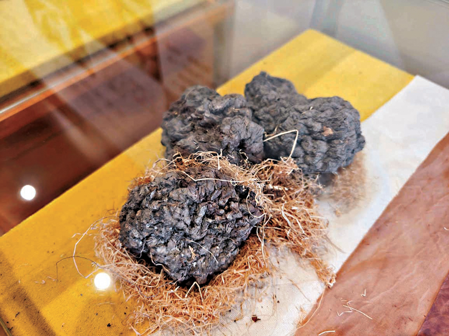 製作香雲紗的原材料薯莨。