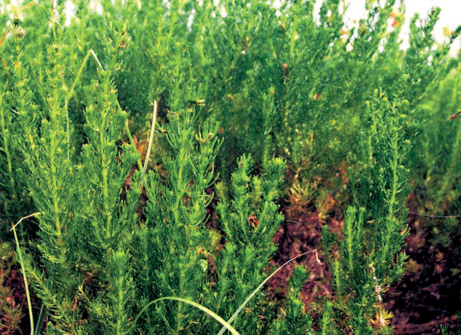 ●圖為茵陳蒿。 資料圖片